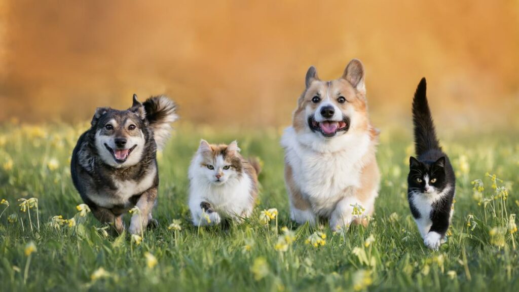 Bonus Animali Domestici 2025