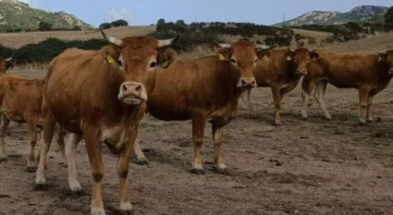 Dermatite bovina