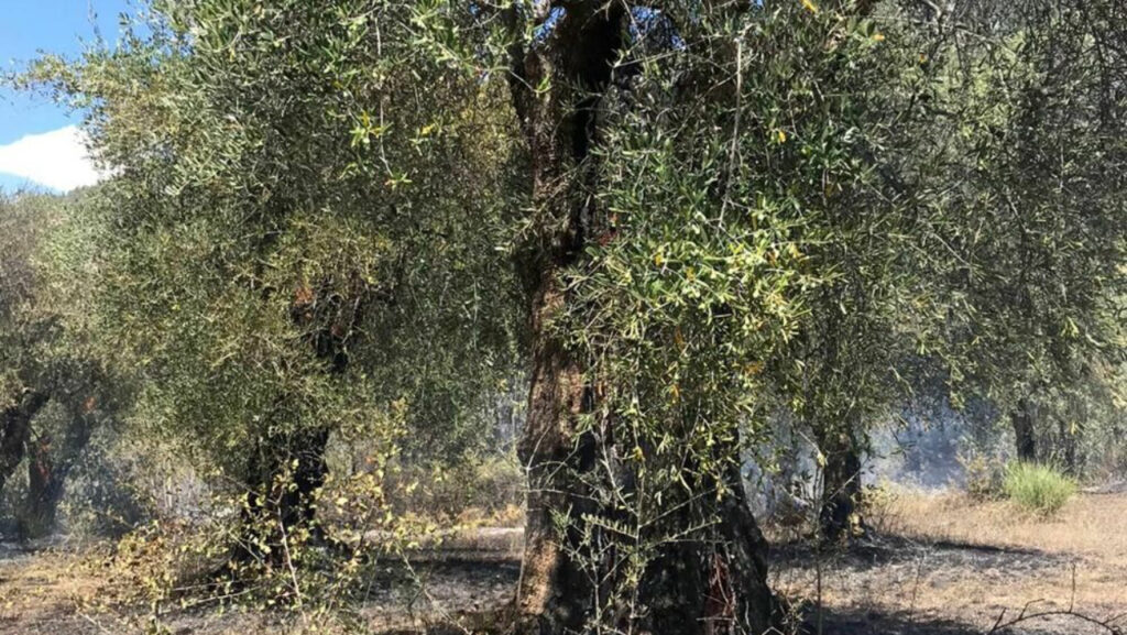 Uliveto di Ceraso dove è stato trovato morto un imprenditore di Vallo della Lucania