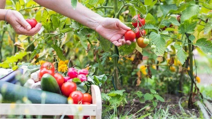 Bonus agricoltura 2025