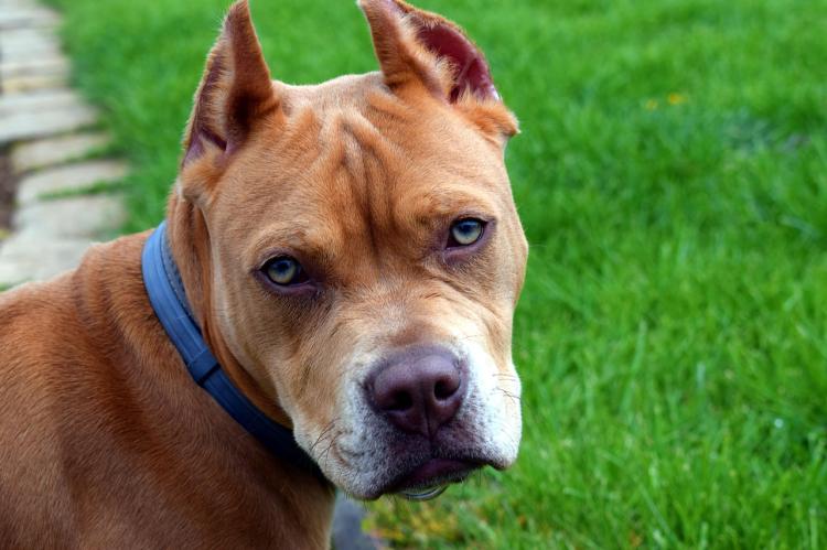 cane morto in auto a Vercelli
