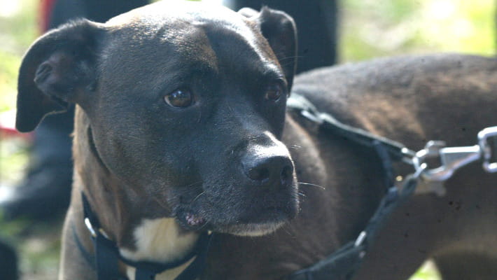 pitbull aggredisce donna ad Alessandria