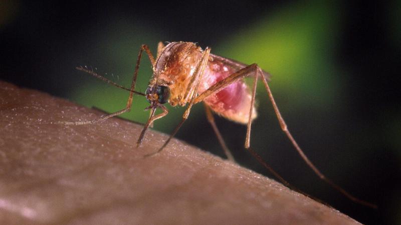 virus West Nile