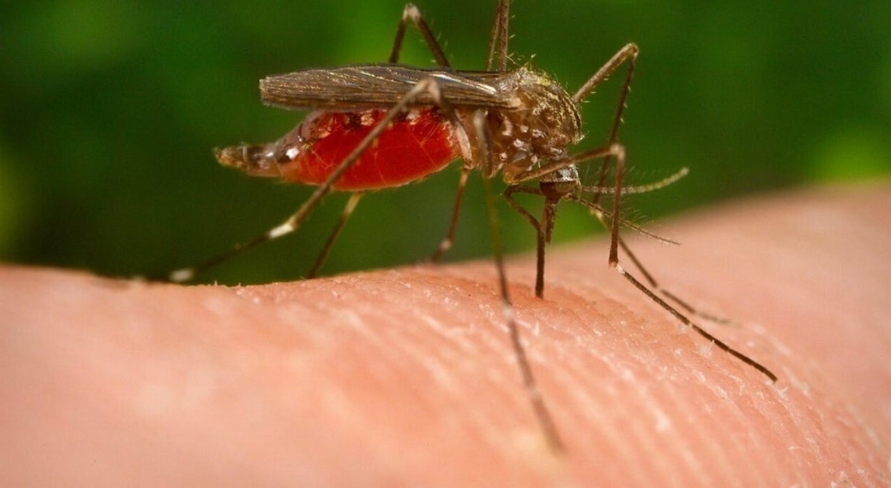 West Nile