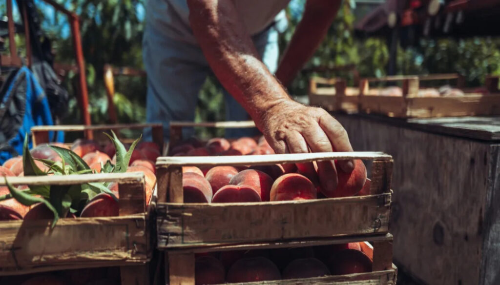 Bonus agricoltori 2025, credito d’imposta fino a 2.500 euro per under 41. Ecco come richiederlo online entro il 24 settembre