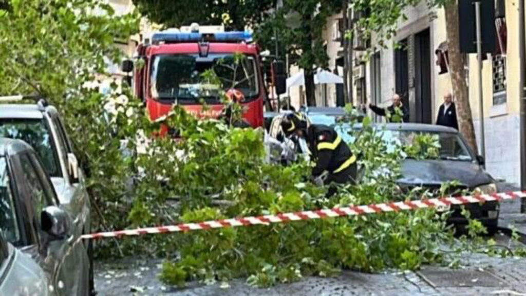 Crolla albero a Via Scarlatti