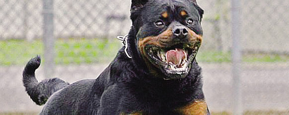rottweiler aggredisce bambini Lavinio