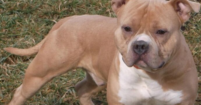 pitbull morto in garage a Fabbrico
