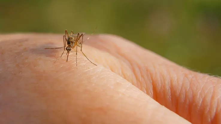 West Nile