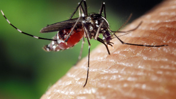 Virus West Nile