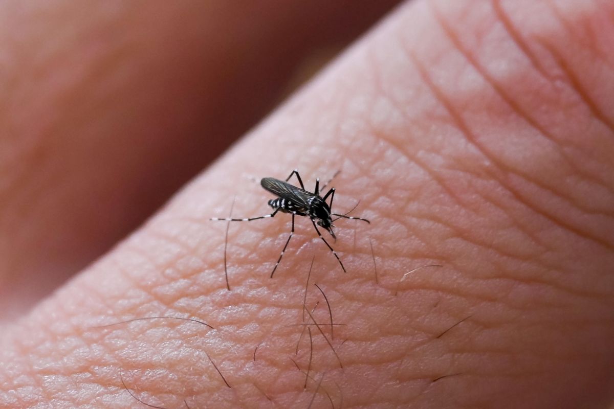 virus West Nile Campania