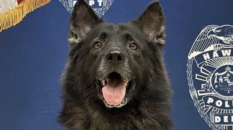 cane poliziotto Archer muore