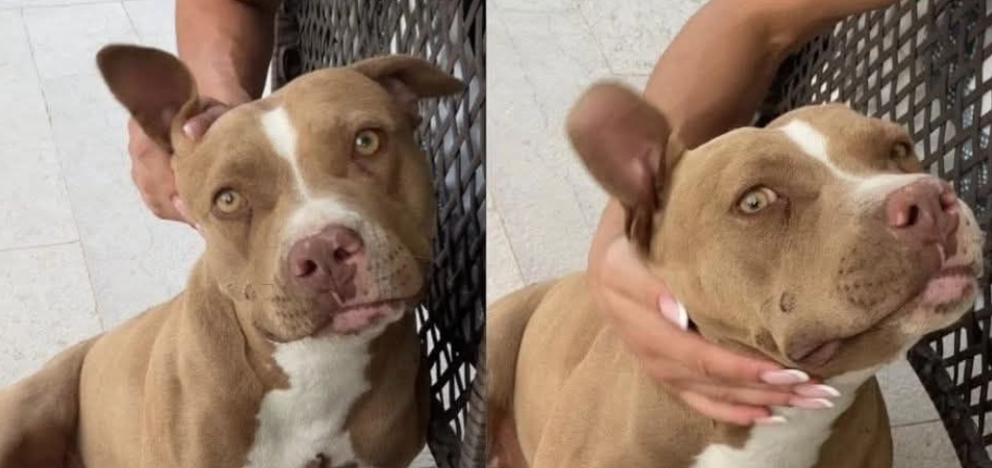 pitbull seviziata Gravina Puglia