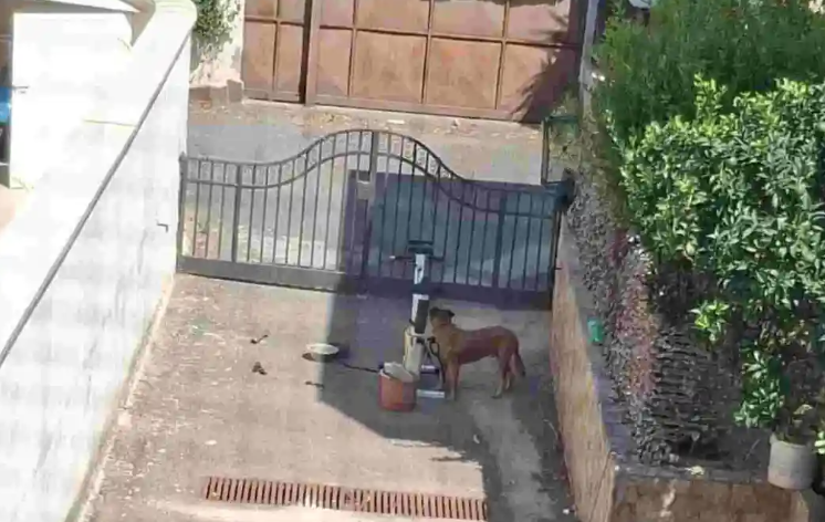 cane morto legato cyclette Giugliano