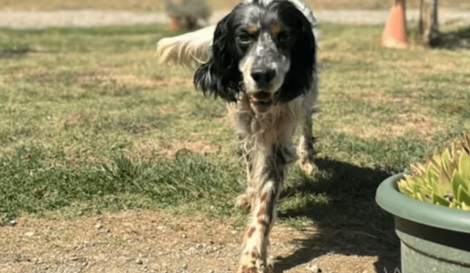 cane Duccio cuore