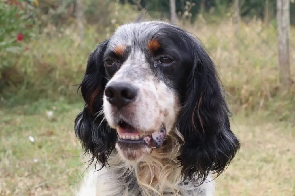 cane Duccio cuore