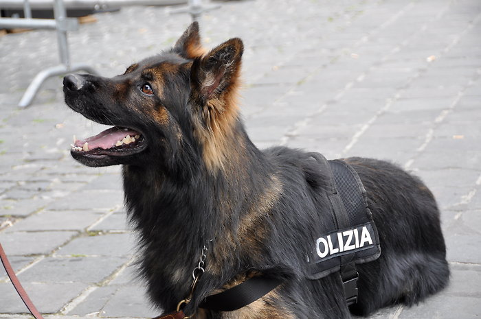 cane poliziotto Archer