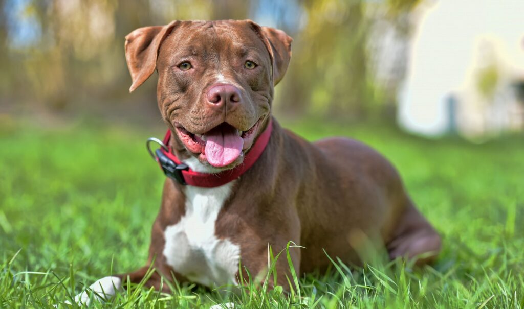 pitbull