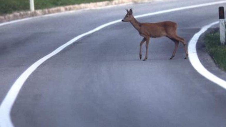 lega capriolo morto all’auto e lo trascina