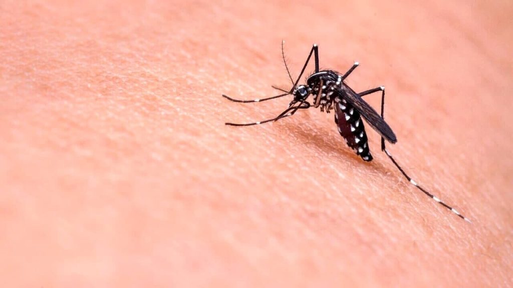 prima vittima West Nile nel Salernitano